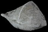 Pyrite Replaced Brachiopod (Paraspirifer) - Ohio #52705-1